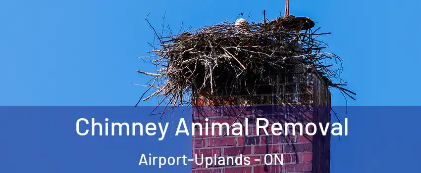  Chimney Animal Removal Airport-Uplands - ON