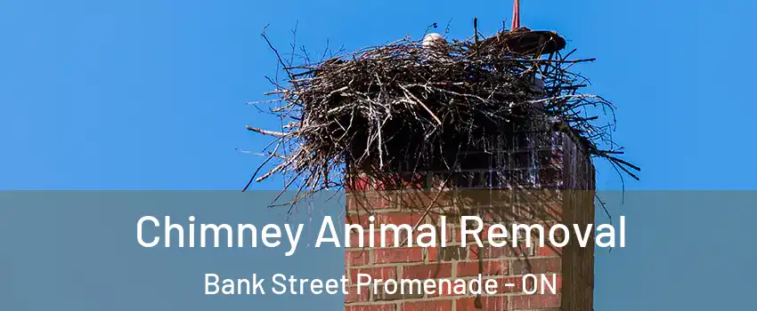  Chimney Animal Removal Bank Street Promenade - ON