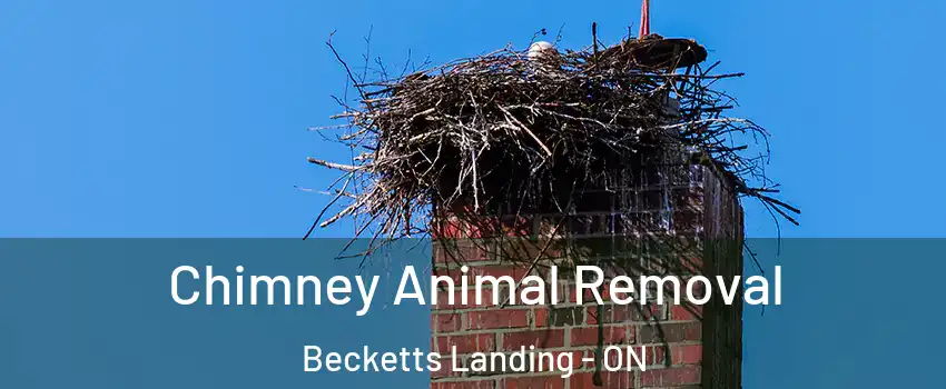  Chimney Animal Removal Becketts Landing - ON