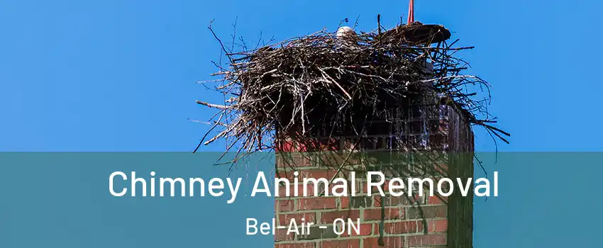  Chimney Animal Removal Bel-Air - ON