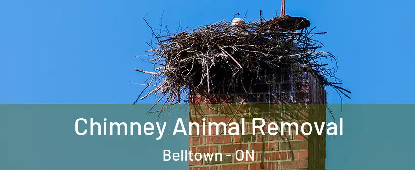  Chimney Animal Removal Belltown - ON