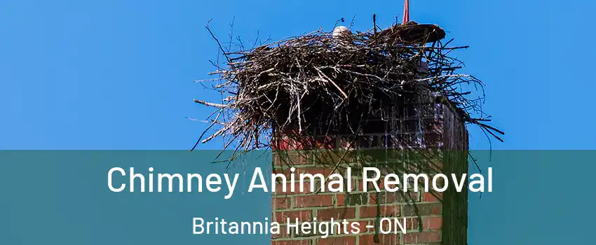  Chimney Animal Removal Britannia Heights - ON