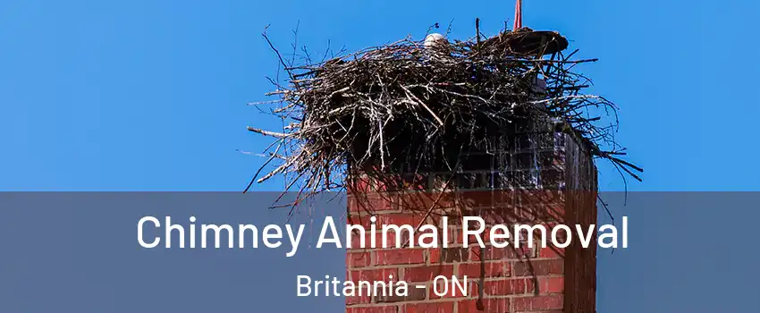  Chimney Animal Removal Britannia - ON