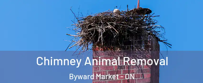  Chimney Animal Removal Byward Market - ON