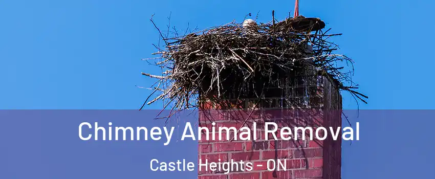  Chimney Animal Removal Castle Heights - ON