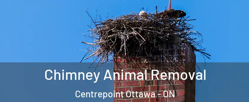  Chimney Animal Removal Centrepoint Ottawa - ON