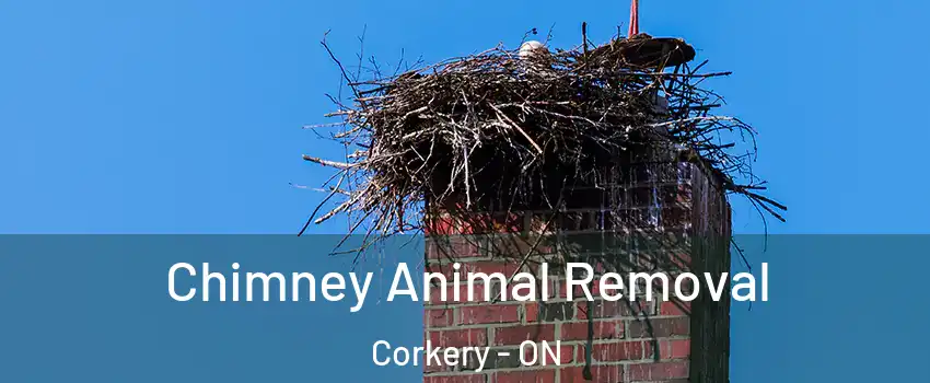  Chimney Animal Removal Corkery - ON