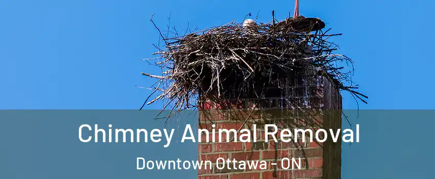  Chimney Animal Removal Downtown Ottawa - ON