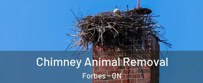  Chimney Animal Removal Forbes - ON