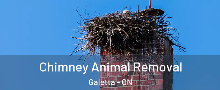  Chimney Animal Removal Galetta - ON