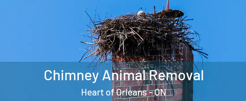  Chimney Animal Removal Heart of Orleans - ON