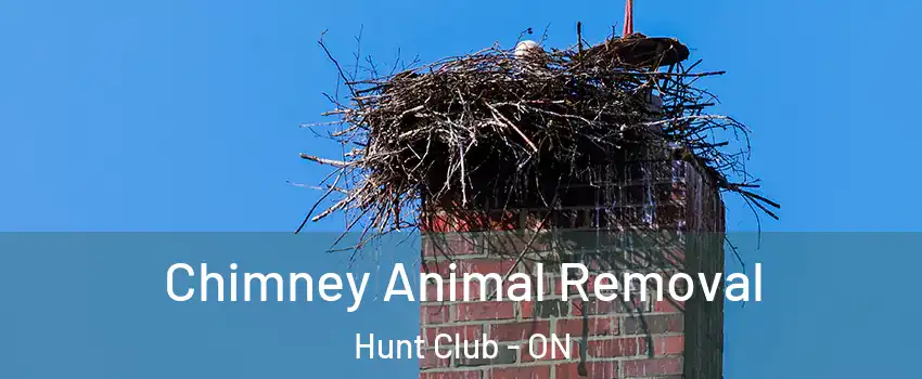  Chimney Animal Removal Hunt Club - ON