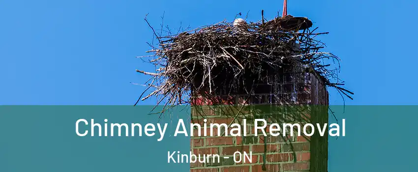  Chimney Animal Removal Kinburn - ON