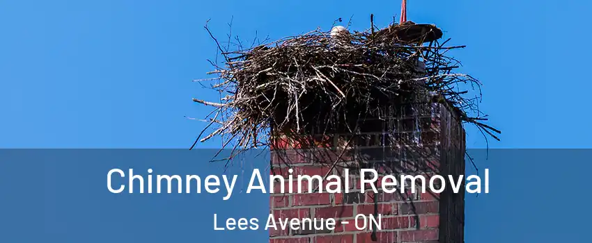  Chimney Animal Removal Lees Avenue - ON