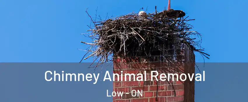  Chimney Animal Removal Low - ON