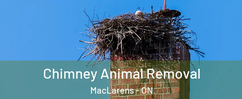  Chimney Animal Removal MacLarens - ON