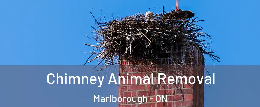  Chimney Animal Removal Marlborough - ON