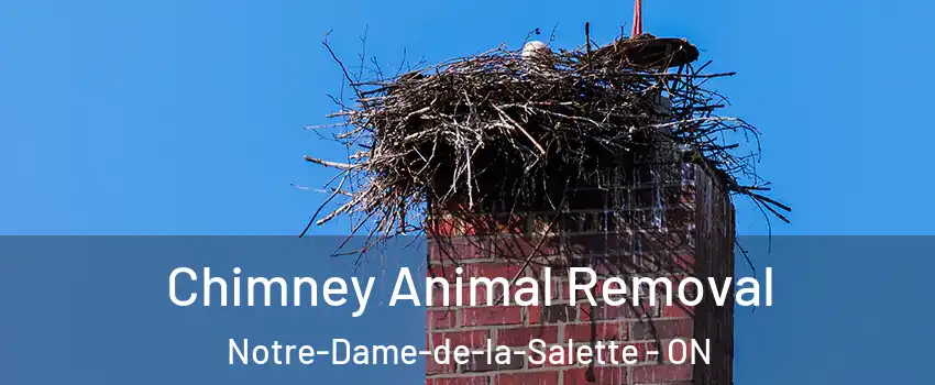  Chimney Animal Removal Notre-Dame-de-la-Salette - ON