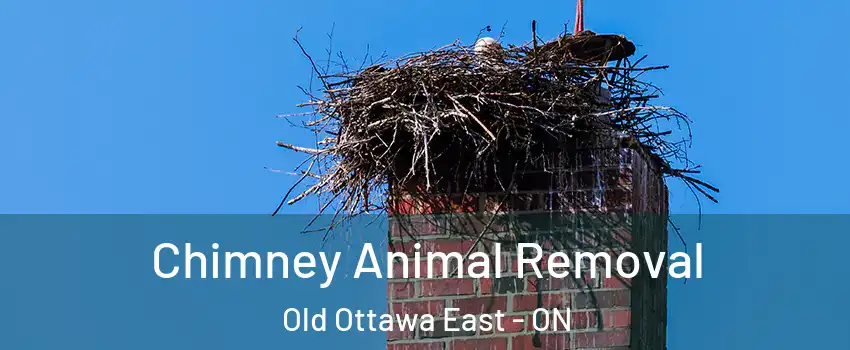  Chimney Animal Removal Old Ottawa East - ON