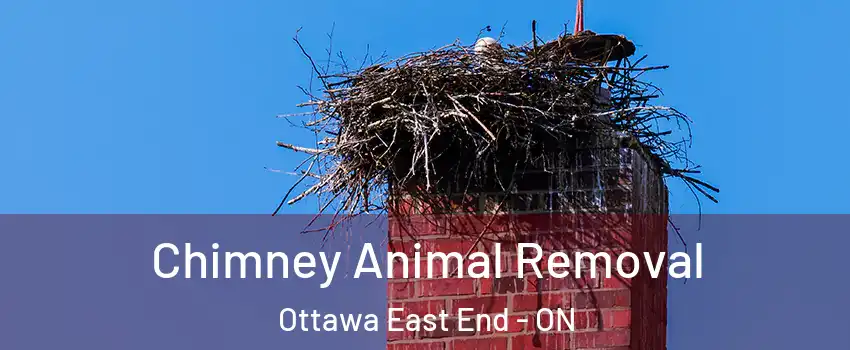  Chimney Animal Removal Ottawa East End - ON