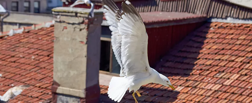 Residential Chimney Animal Removal Solution in Ottawa, ON